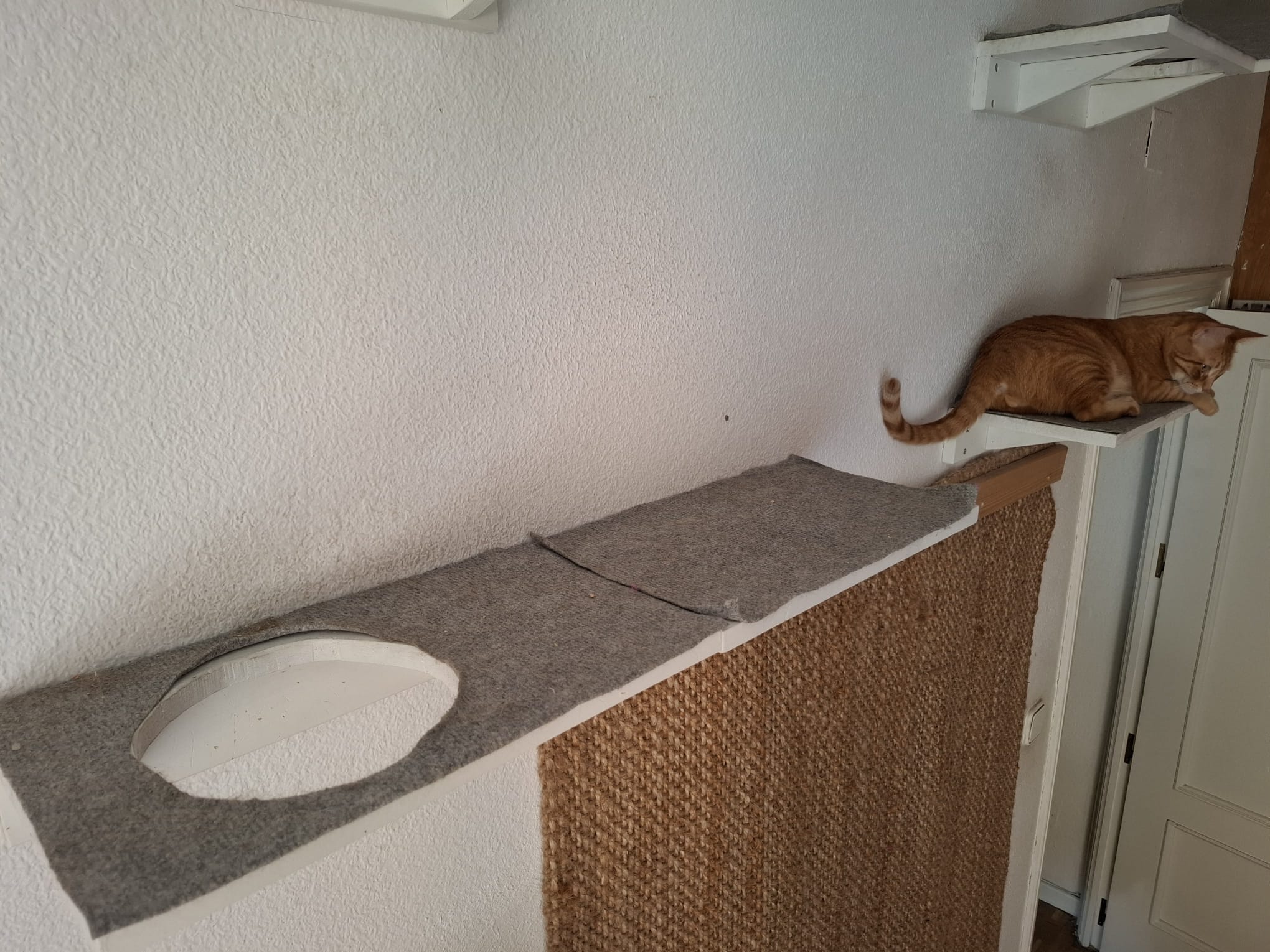 Gimnasio con Pasarelas Modulares